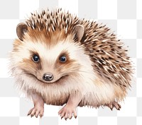 PNG Hedgehog porcupine animal mammal. 