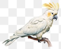 PNG Cockatoo animal parrot white. 