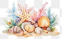 PNG Seashell seafood nature invertebrate. 