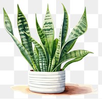 PNG Plant leaf bromeliaceae houseplant. 