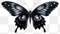 PNG Butterfly animal insect black. 