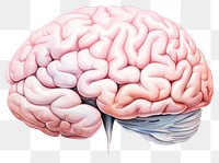 PNG Medical science anatomy drawing. 