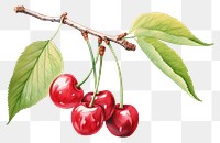 PNG Cherry produce plant fruit. 