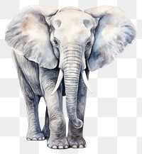 PNG Elephant wildlife drawing animal