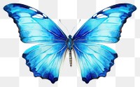 PNG Butterfly animal insect invertebrate. 