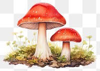 PNG Mushroom amanita fungus agaric