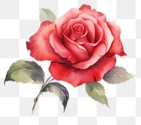 PNG Rose flower plant red. AI generated Image by rawpixel.
