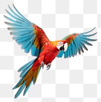 PNG Parrot bird animal macaw