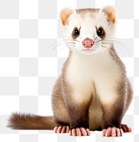 PNG Wildlife animal mammal rodent. AI generated Image by rawpixel.