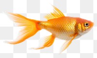 PNG Fish goldfish animal  