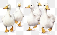 PNG Animal goose bird duck. 