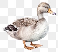 PNG Animal goose bird duck. 