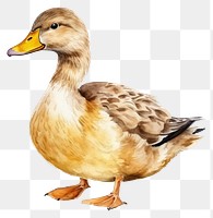PNG Animal bird duck anseriformes. AI generated Image by rawpixel.