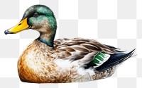 PNG Animal duck bird anseriformes. 