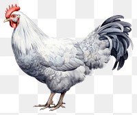 PNG Chicken poultry animal bird. 