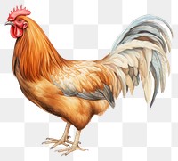 PNG Chicken poultry animal bird. 