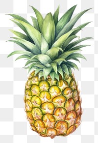 PNG Pineapple fruit plant food. 