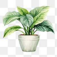 PNG Plant houseplant leaf vase. 