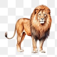 PNG Mammal animal lion white background. AI generated Image by rawpixel.