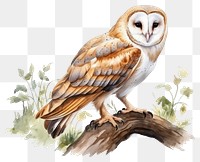 PNG Owl animal plant bird. 