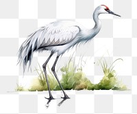 PNG Animal white bird white background. AI generated Image by rawpixel.