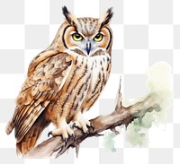 PNG Owl animal bird beak. 