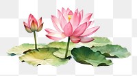 PNG water lily, lotus flower. 