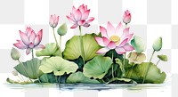 PNG water lily, lotus flower. 