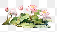 PNG water lily, lotus flower. 