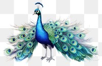 PNG Peacock animal bird. 