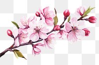 PNG Cherry Blossom flower. 