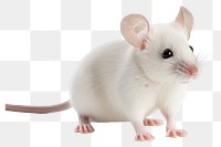 PNG Mouse electronics hardware animal. 