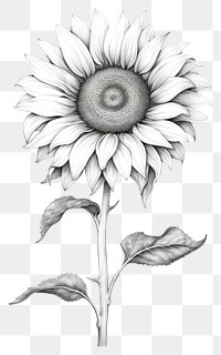 PNG Sunflower drawing sketch plant. 