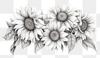 PNG Sunflower pattern drawing sketch. 