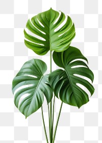 PNG Plant leaf white background freshness. 