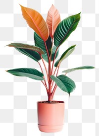 PNG Plant leaf houseplant freshness. 