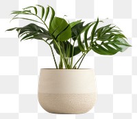 PNG Plant houseplant vase leaf. 