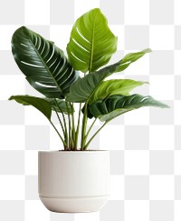 PNG Plant houseplant leaf vase. 