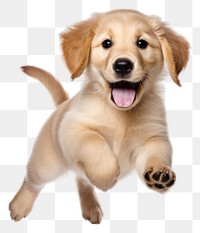 PNG Puppy retriever pet, cute animal