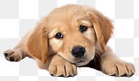PNG Puppy dog retriever mammal. AI generated Image by rawpixel.