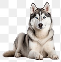 PNG Siberian Husky pet dog. 