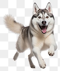 PNG Siberian Husky pet dog. 