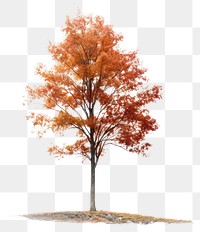 PNG Tree autumn plant maple. 