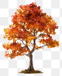 PNG Tree autumn plant maple. 