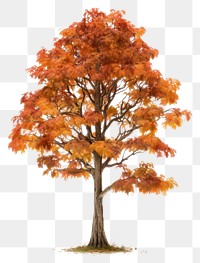 PNG Tree autumn plant maple.