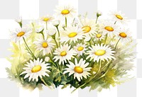 PNG Daisy flower plant white. 