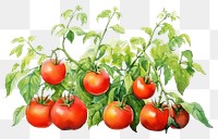 PNG Tomato plant vegetable fruit. 