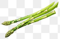 PNG Asparagus vegetable plant food. 