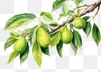 PNG Plant fruit leaf tree. AI generated Image by rawpixel.