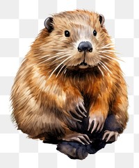 PNG Beaver wildlife animal mammal. 